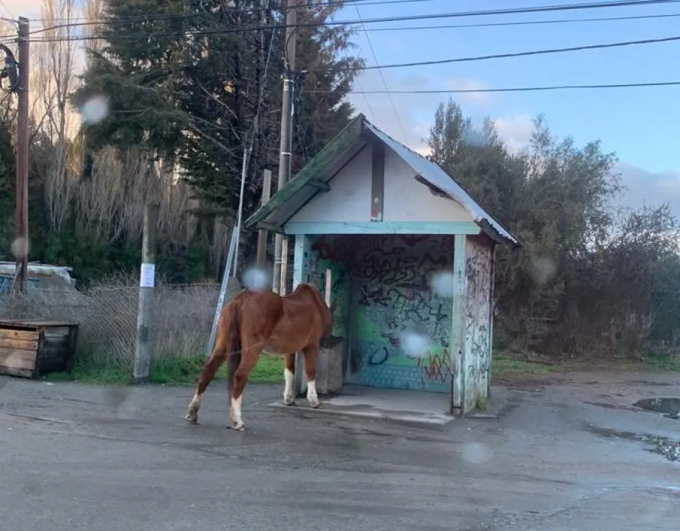 Notifoto: Un caballo suelto come de la basura en una parada de colectivos