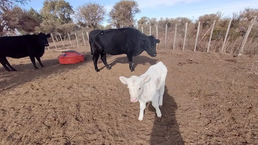 Nació un ternero albino en un campo de Pichi Mahuida