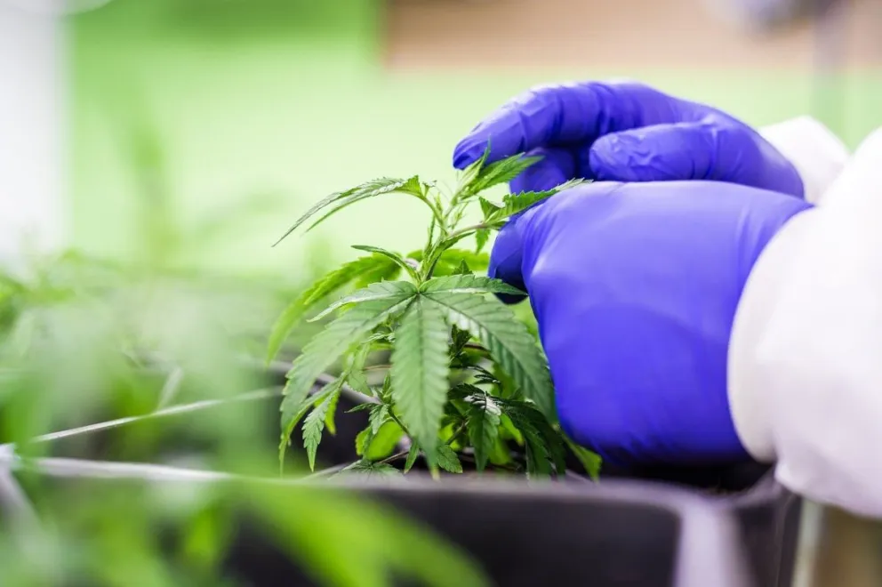 Diez mitos y verdades en torno a la marihuana