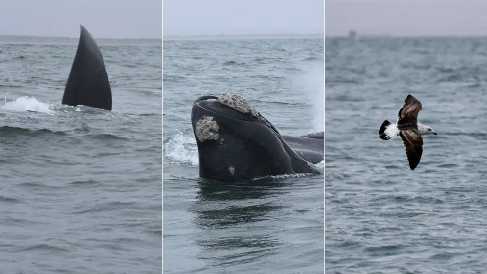 Las ballenas sorprendieron a un grupo de periodistas en el Puerto del Este