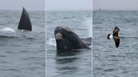 Las ballenas sorprendieron a un grupo de periodistas en el Puerto del Este