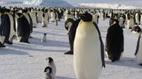 Advierten que el deshielo precoz de la Antártida pone en peligro a los pingüinos emperador
