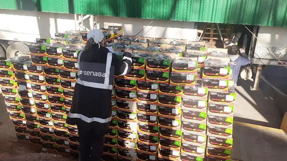 Intentaron ingresar a la Patagonia más de 4 toneladas de ciruelas