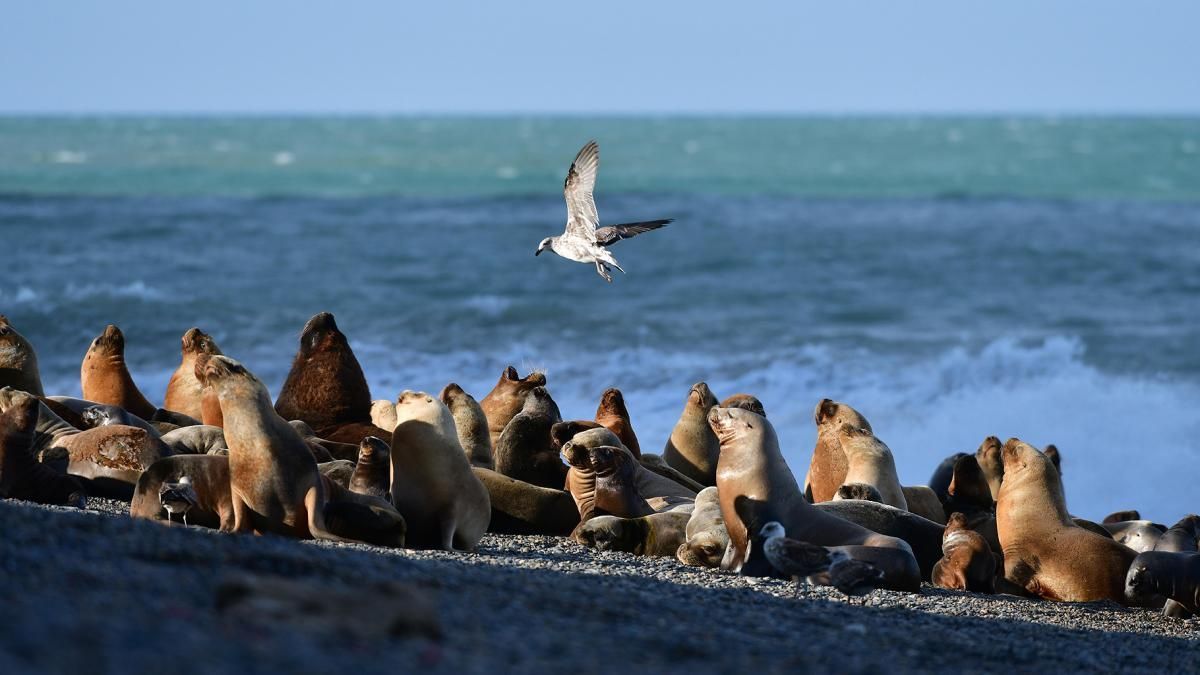 Ya se registran más de 900 ejemplares de lobos marinos muertos por la gripe aviar en Río Negro