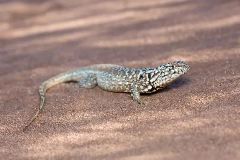 Río Negro y Neuquén descubren una especie de lagartija única en el mundo