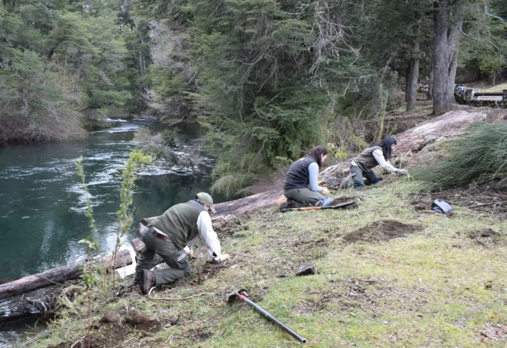  Jornada de plantación y extracción de exóticas en Cascada los Alerces 