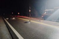 Tragedia en Ruta 40: Un motociclista murió al chocar contra un caballo