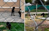 Rescataron a diez perros por maltrato animal en General Roca
