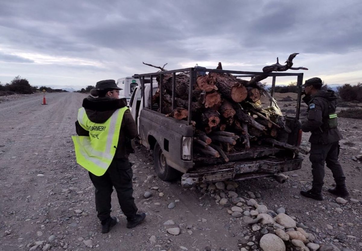 Fueron sorprendidos transportando leña de una especie protegida en la Patagonia