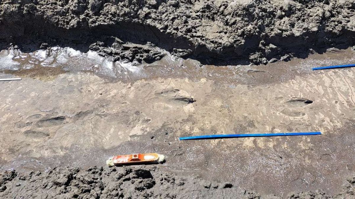 Descubrieron huellas de un ave prehistórica en las costas de Río Negro