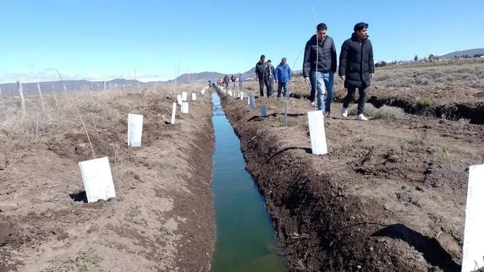 Región Sur: se plantaron álamos para reutilizar los efluentes cloacales
