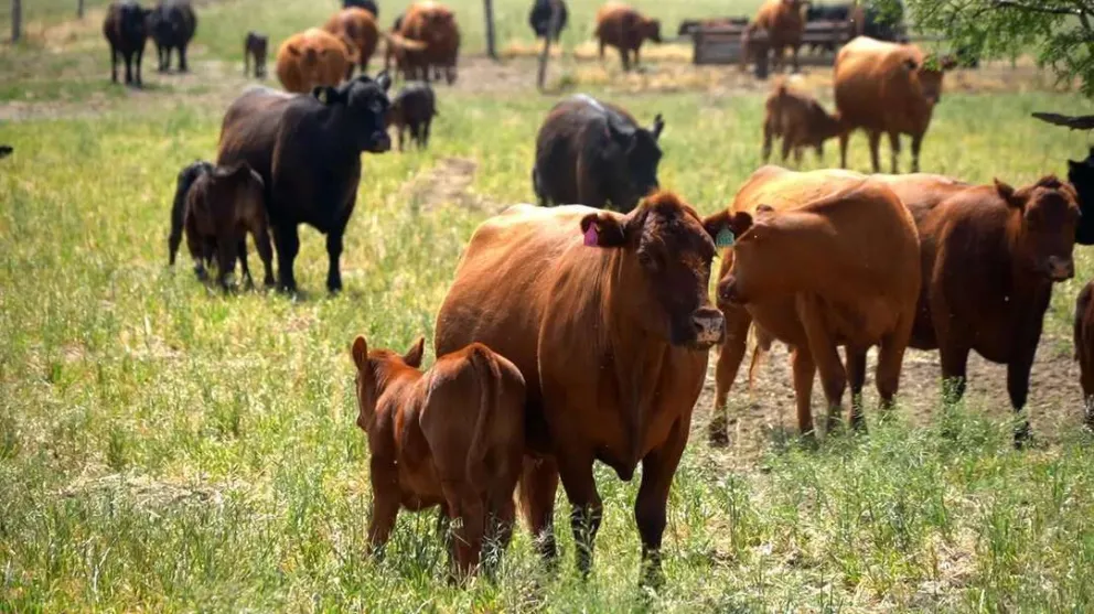 Confirmaron condena contra una mujer por la desaparición de 31 vacas tras un conflicto contractual