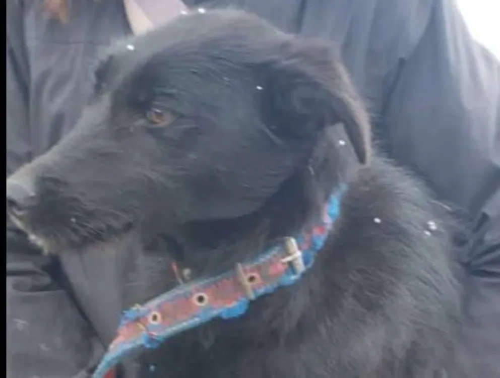 Décadas de maltrato animal en Bariloche: Cada tanto, se ve una luz de esperanza