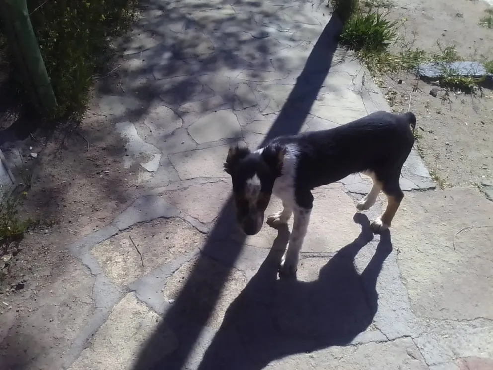 "La línea sur y las voces que deben ser escuchadas"