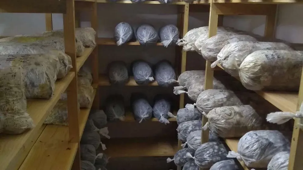 Utilizan bagazo cervecero para producir hongos comestibles en El Bolsón