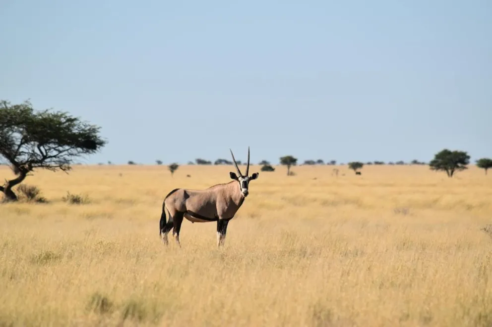 Se presentó la nueva lista de especies en peligro de extinción