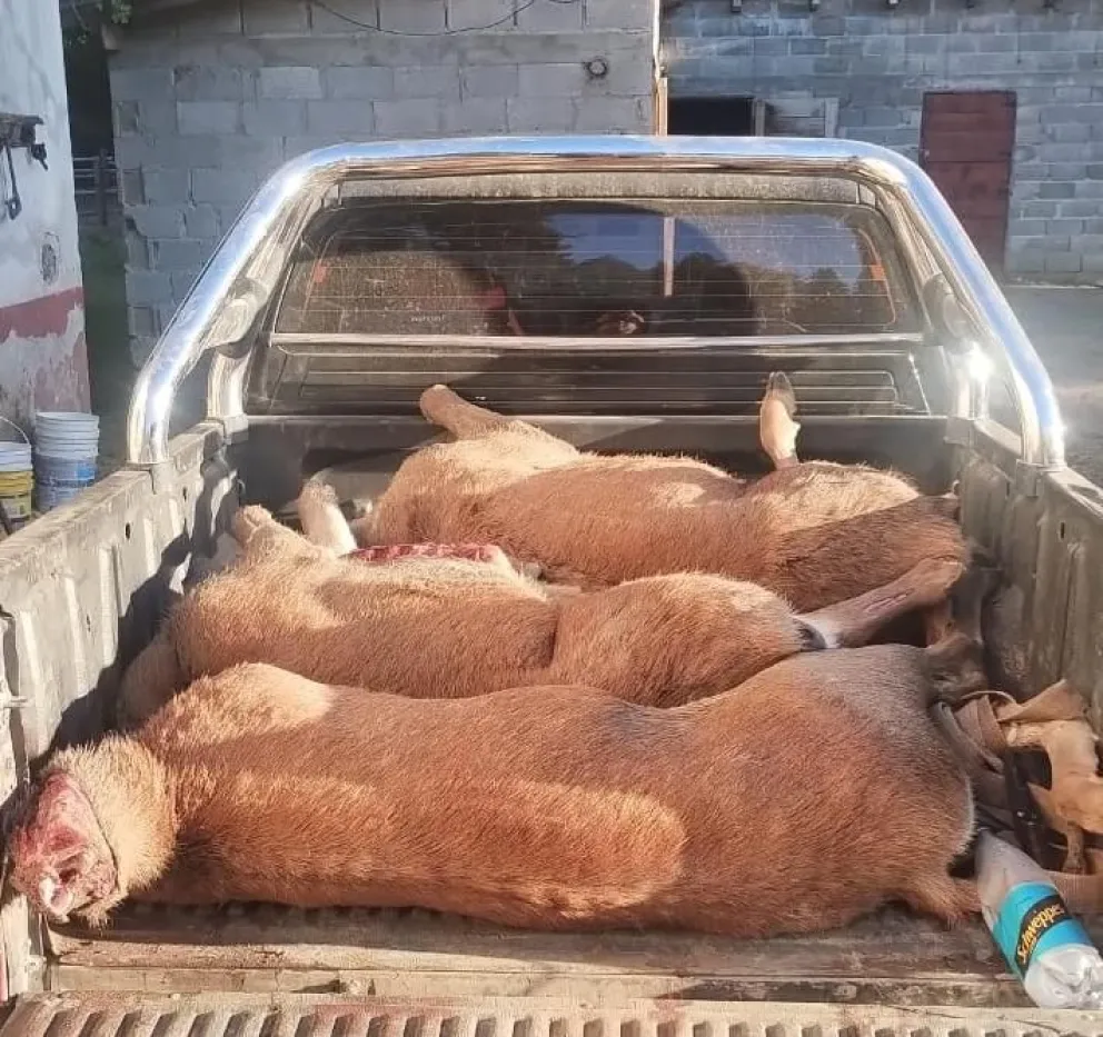 Brigada rural detuvo a cuatro hombres armados que cazaron ciervos sin autorización