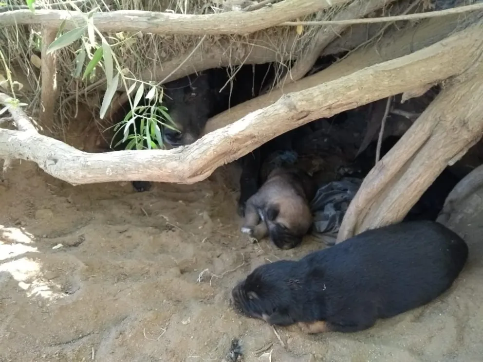 La "desesperante" situación de los perros y gatos abandonados en el Vertedero Municipal