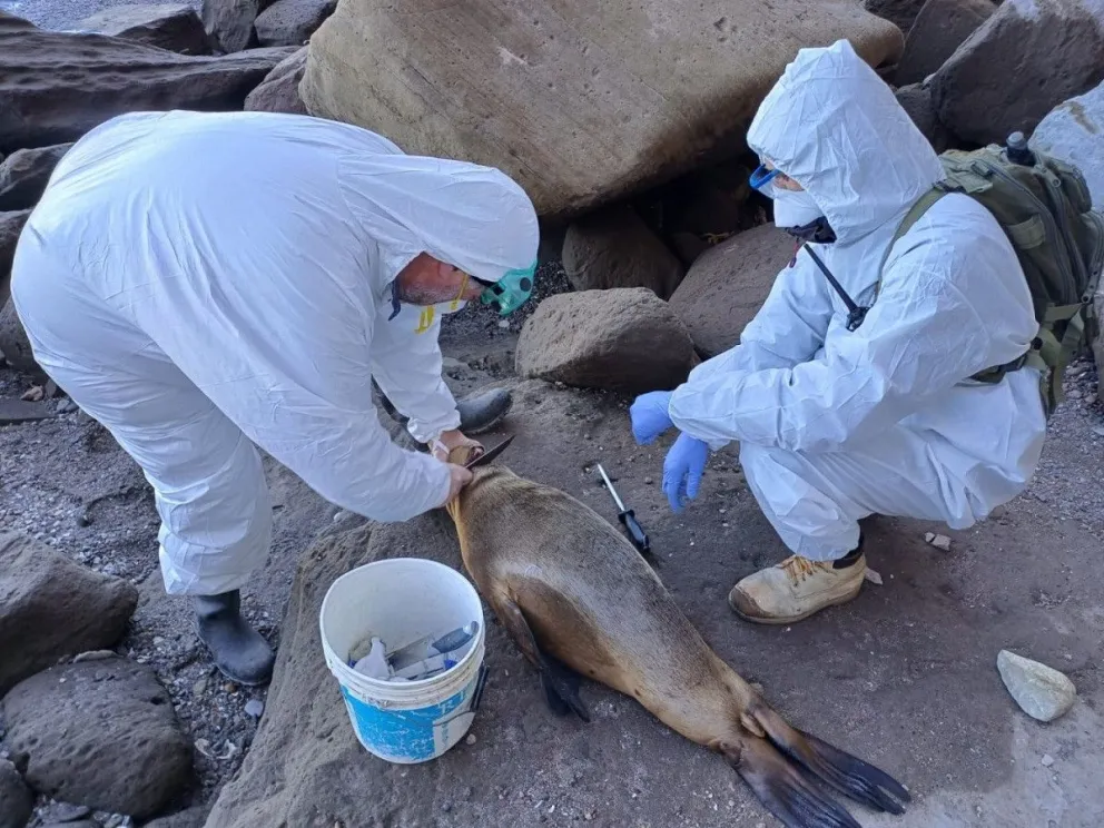 Se monitorea la situación por influenza aviar en las costas rionegrinas