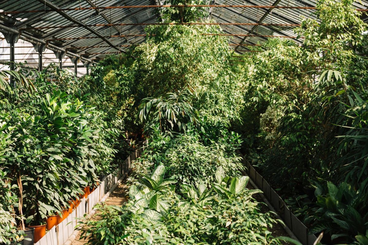 Cultivar cannabis en climas fríos: los mejores consejos para una cosecha exitosa