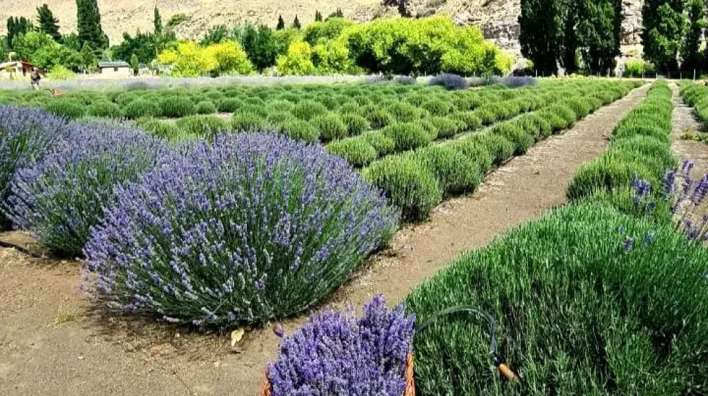 Villa Llanquín celebra la lavanda con un festival de aroma y color