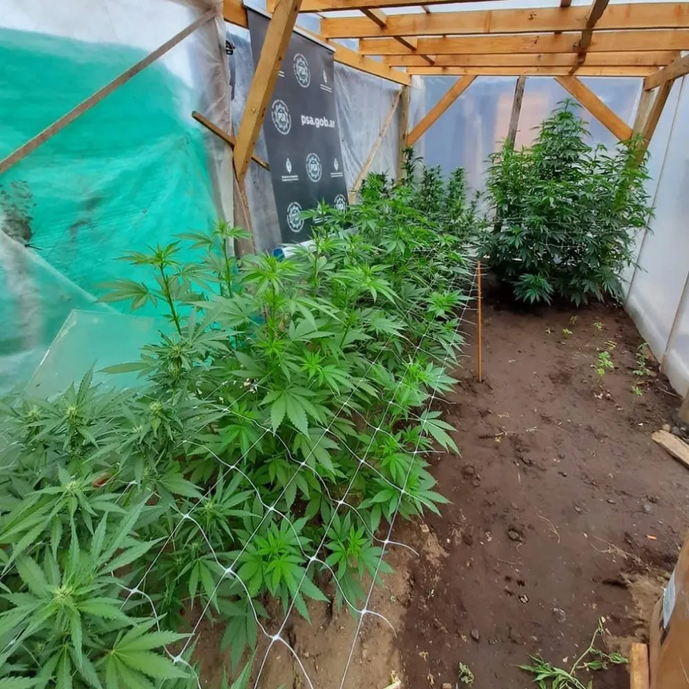 Desbaratan una banda que comercializaba estupefacientes en Bariloche