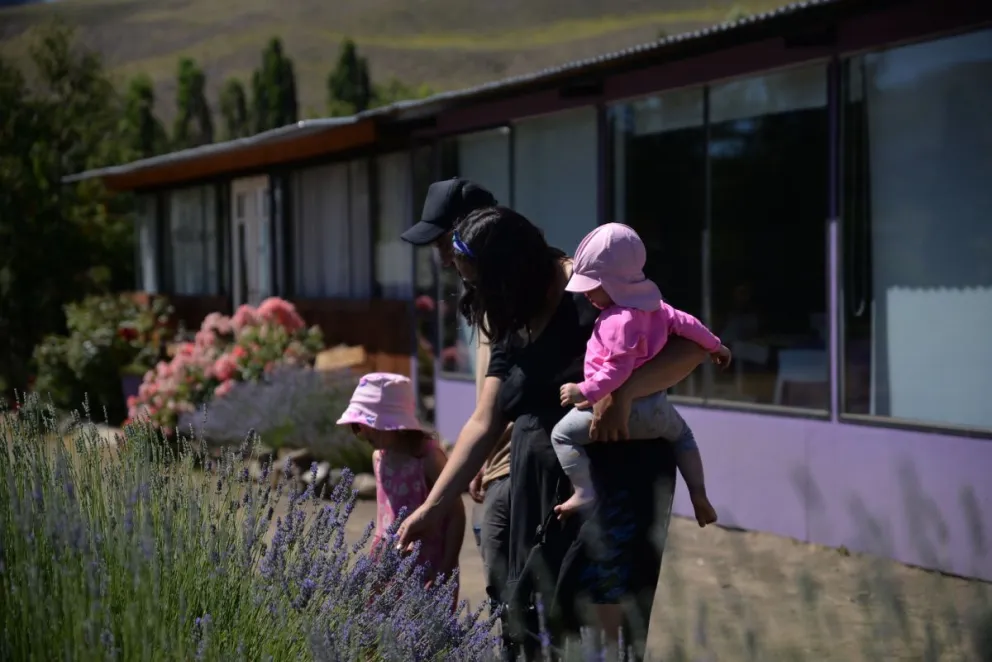 Invitan a conocer los secretos de la lavanda en Villa Llanquín