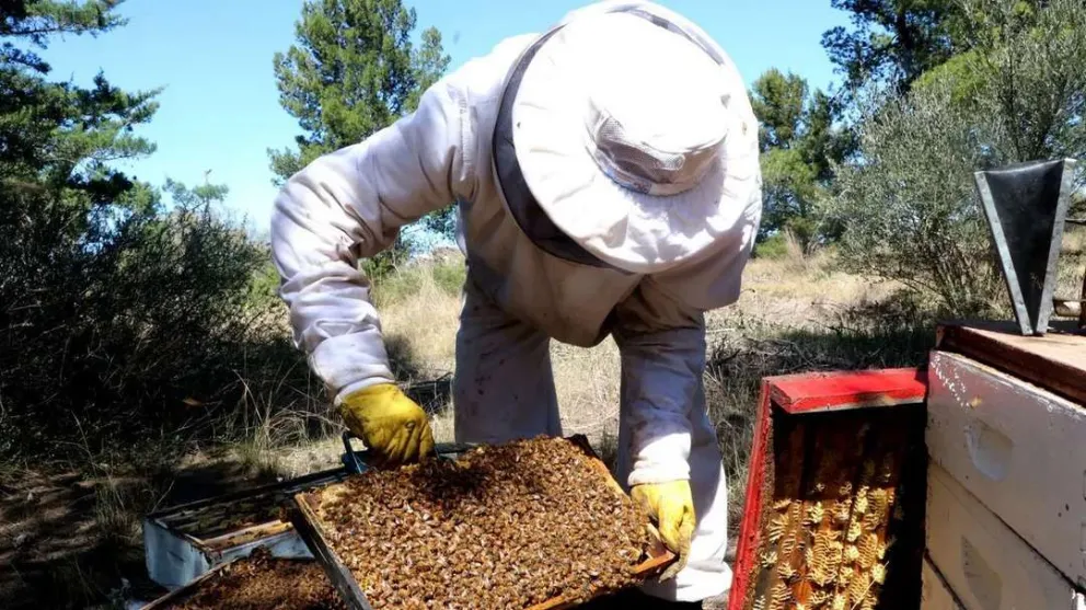Así es la producción de miel en Río Negro