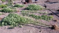 Policía secuestró plantas de marihuana y un arma tumbera en el Alto Valle