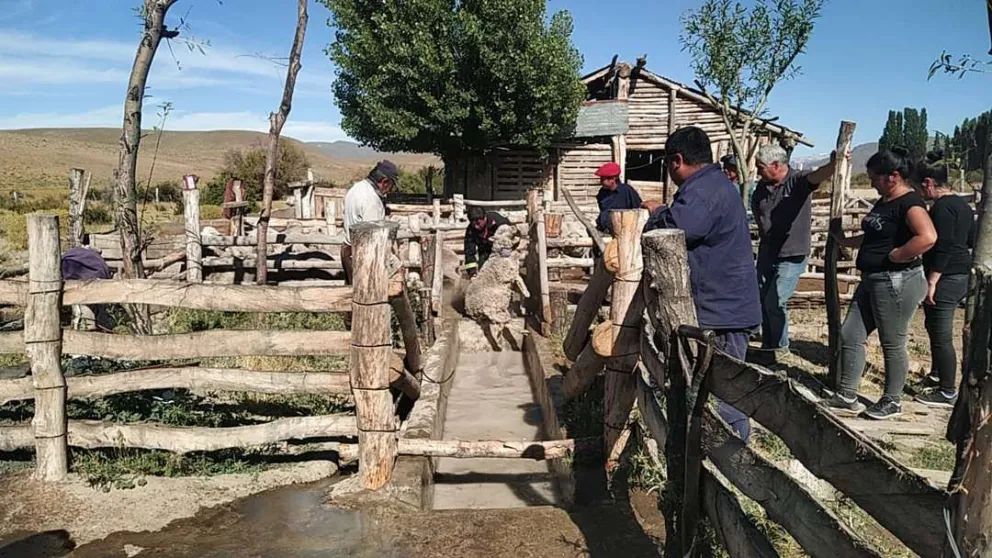 Se consolidan avances del Plan Sanitario Ovino en Río Negro