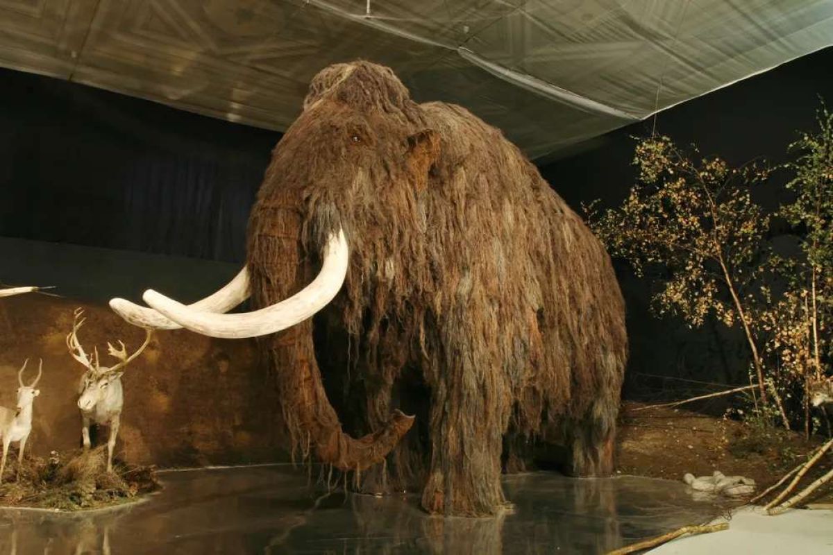 Los científicos avanzan en sus esfuerzos por resucitar a un mamut