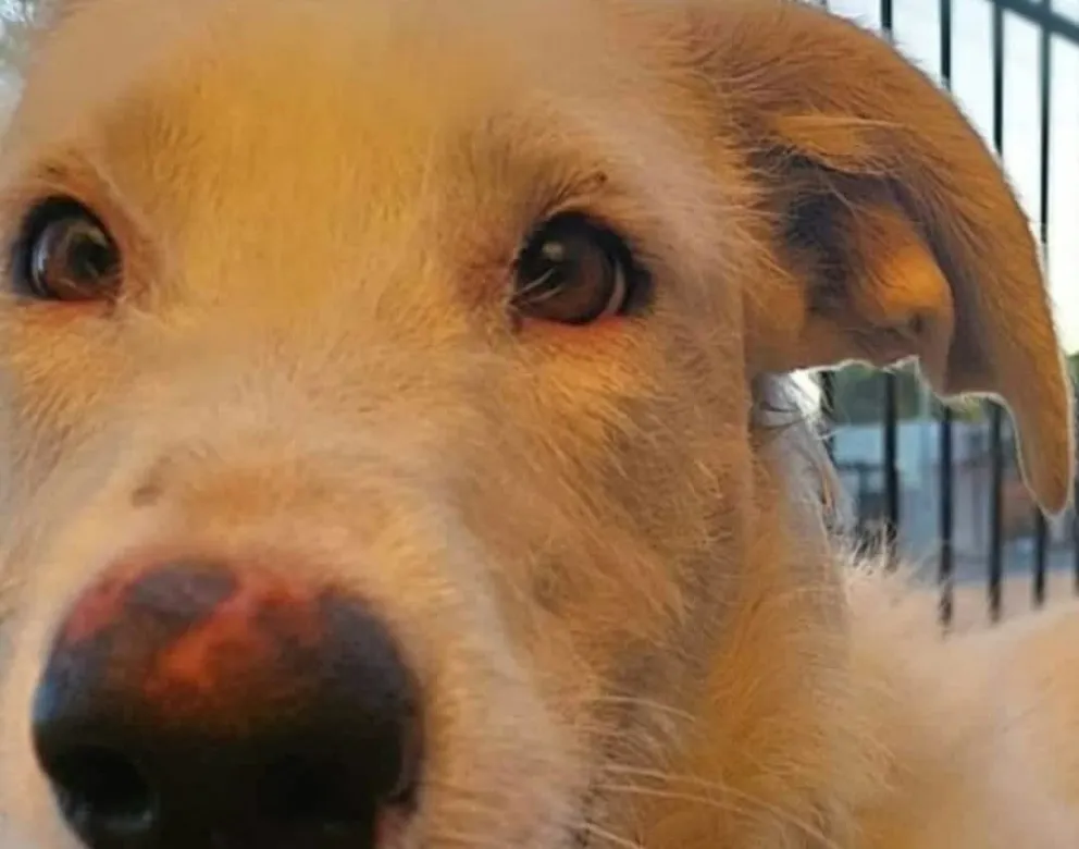 Indignación en San Antonio Oeste por reiterados casos de zoofilia