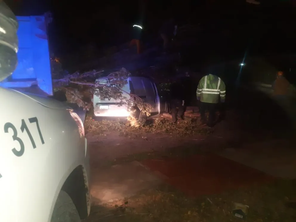 Por el viento un árbol cayó sobre un vehículo: Delegaciones municipales trabajaron para despejar la zona