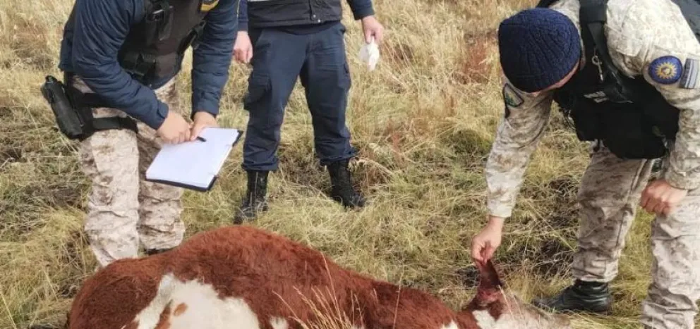 Weretilneck anunció un plan de equipamiento para combatir el abigeato en las zonas rurales