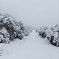 Ruta 40 Sur y caminos del Parque Nacional complicados por las intensas nevadas