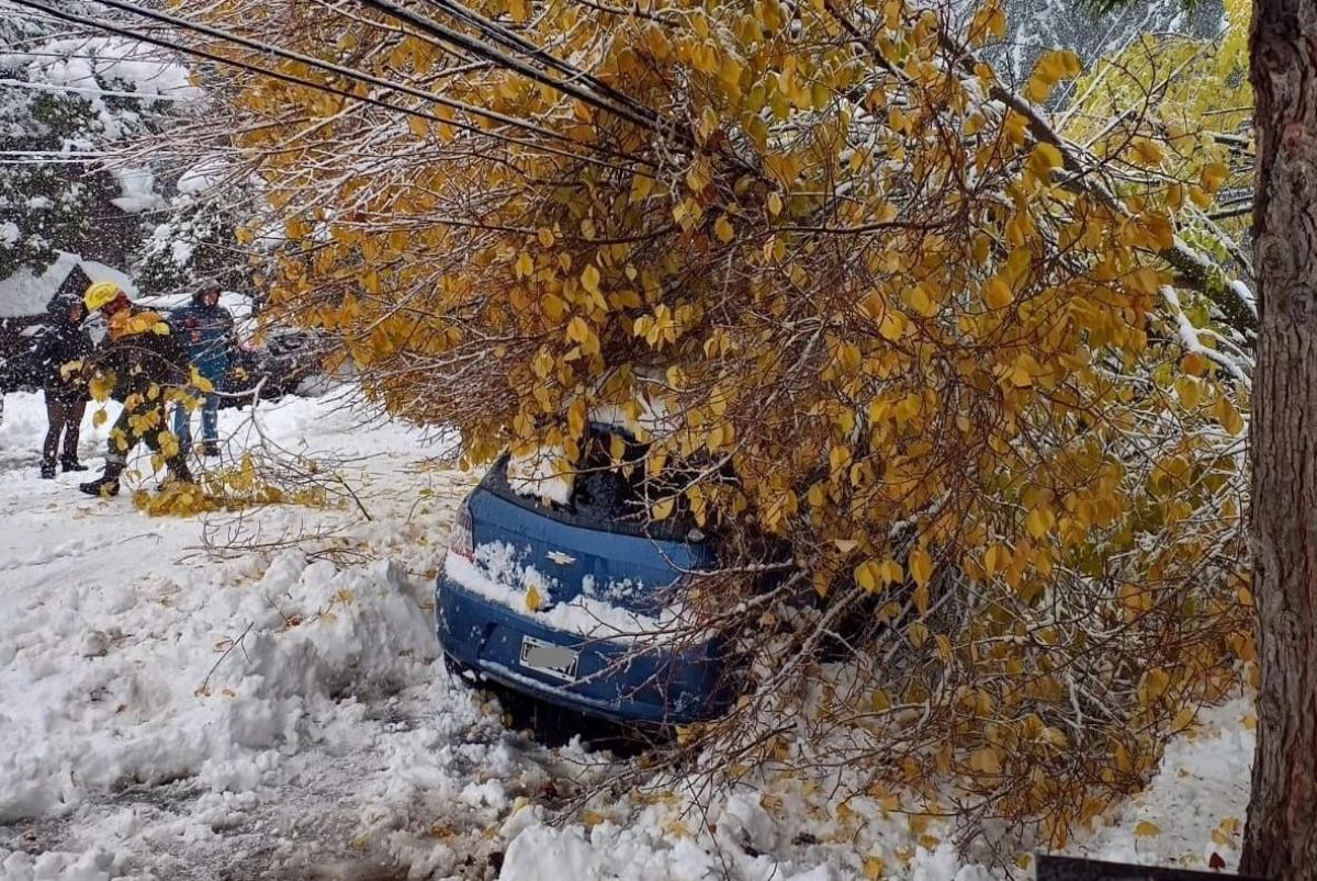 Personal del SPLIF removió un árbol que cayó sobre un auto