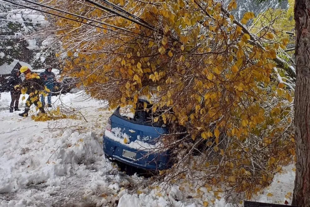 Personal del SPLIF removió un árbol que cayó sobre un auto