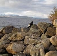 Guardaparques monitorean un cóndor que apareció en la costa del lago