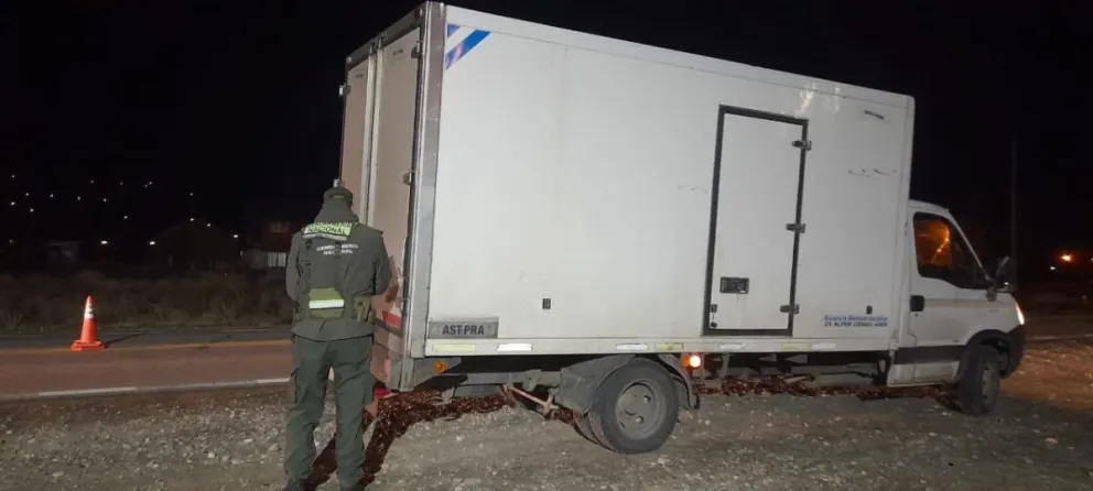 Transportaban 600 truchas sin la documentación correspondiente