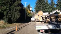 Retiran árbol con peligro de caída en el Oeste de la ciudad
