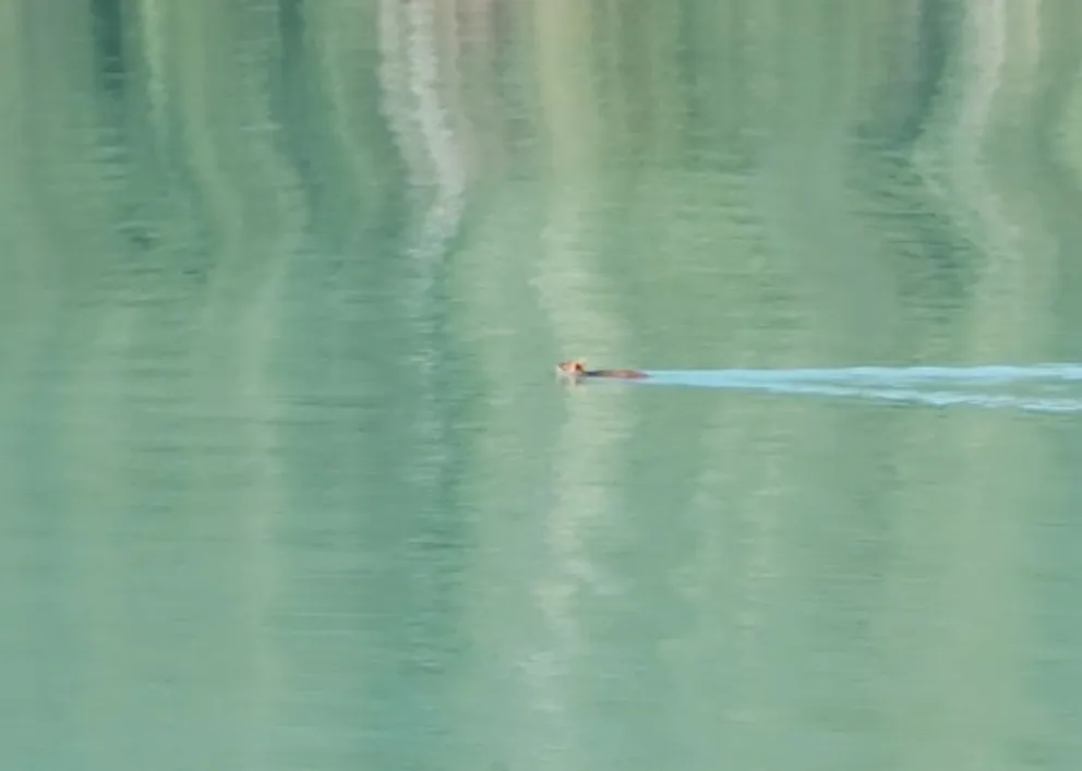Avistaron un pudú hembra nadando en el lago Frías 