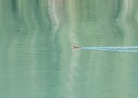 Avistaron un pudú hembra nadando en el lago Frías 