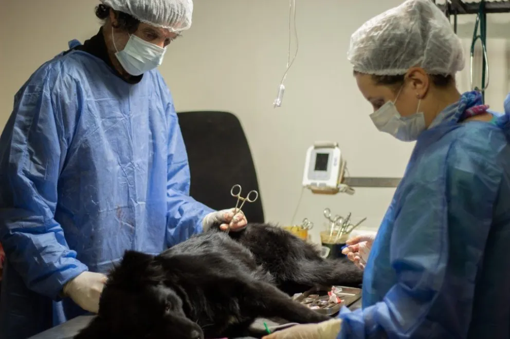 Zoonosis atiende en el barrio Nuestras Malvinas