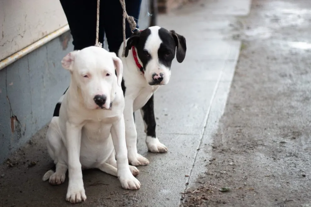 Campaña de vacunación antirrábica y desparasitación para mascotas en el barrio Arrayanes