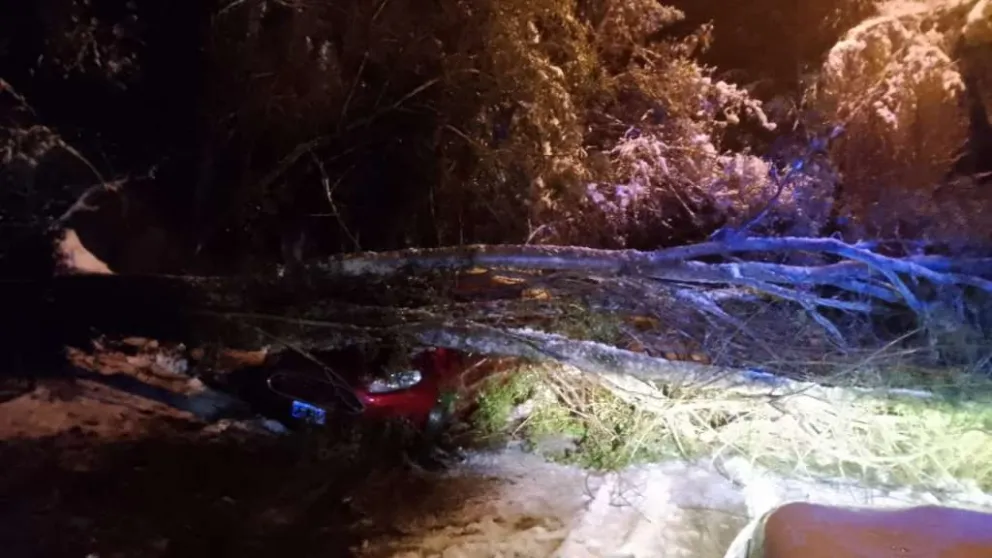 Retiraron un árbol que cayó sobre un auto en el kilómetro 14