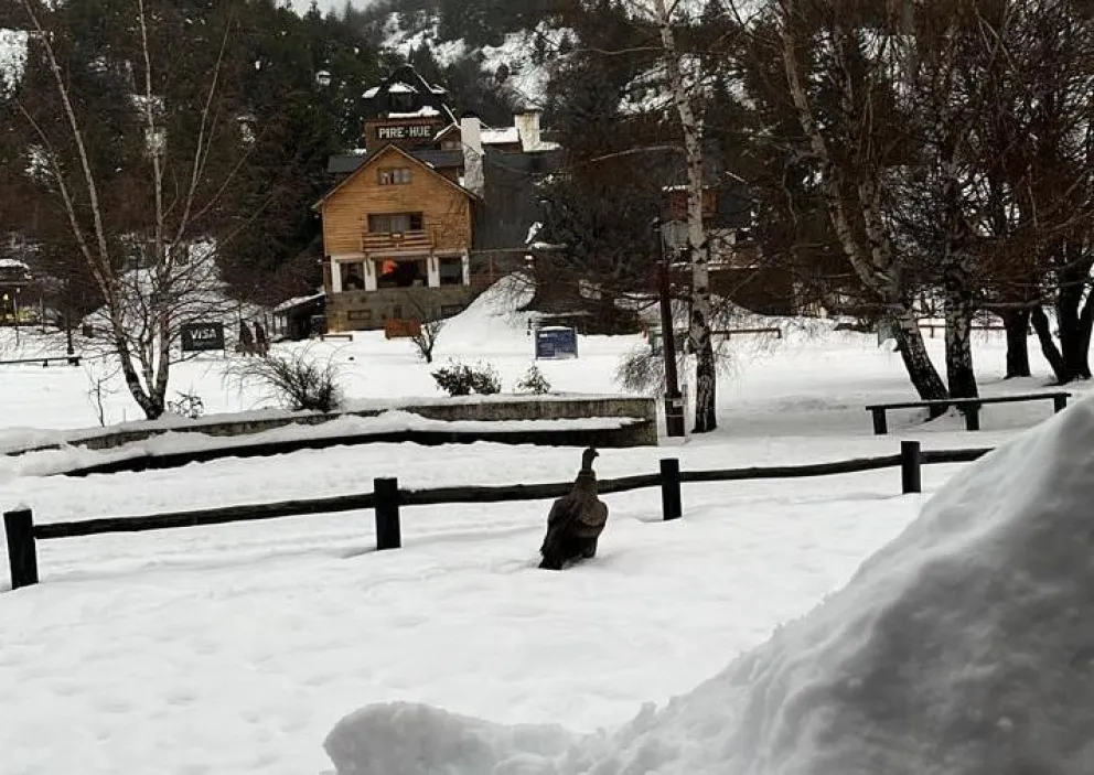 Un cóndor fue visto caminando en la base del Cerro Catedral