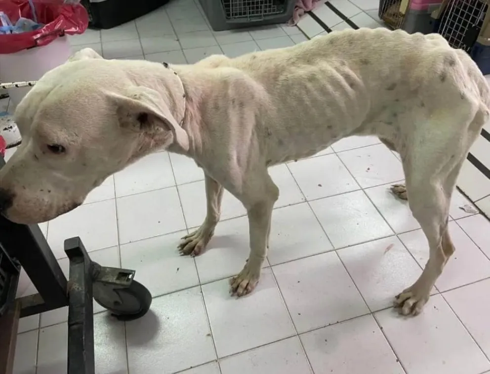 Perra abandonada encuentra un nuevo hogar gracias a Zoonosis Municipal