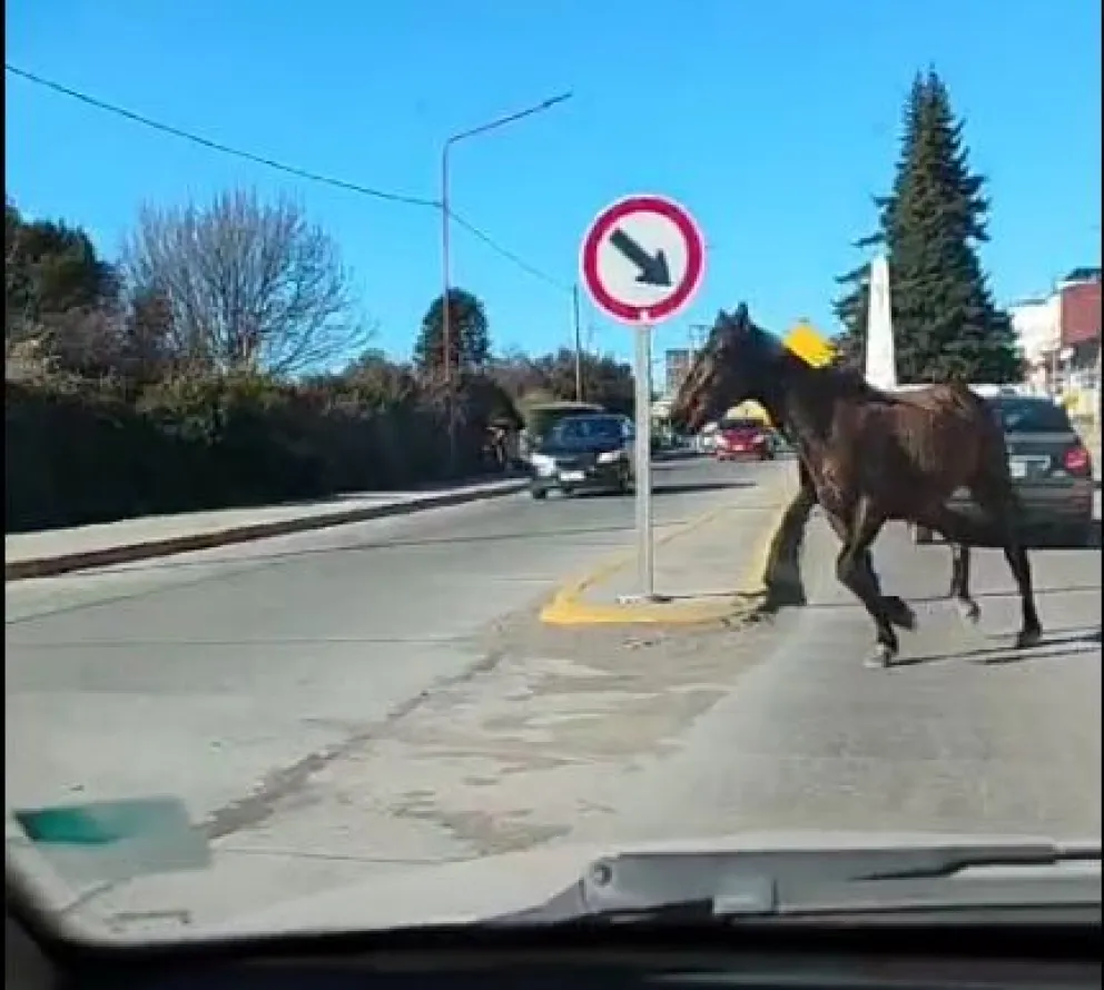 Un caballo suelto en el centro de Bariloche generó caos y asombro