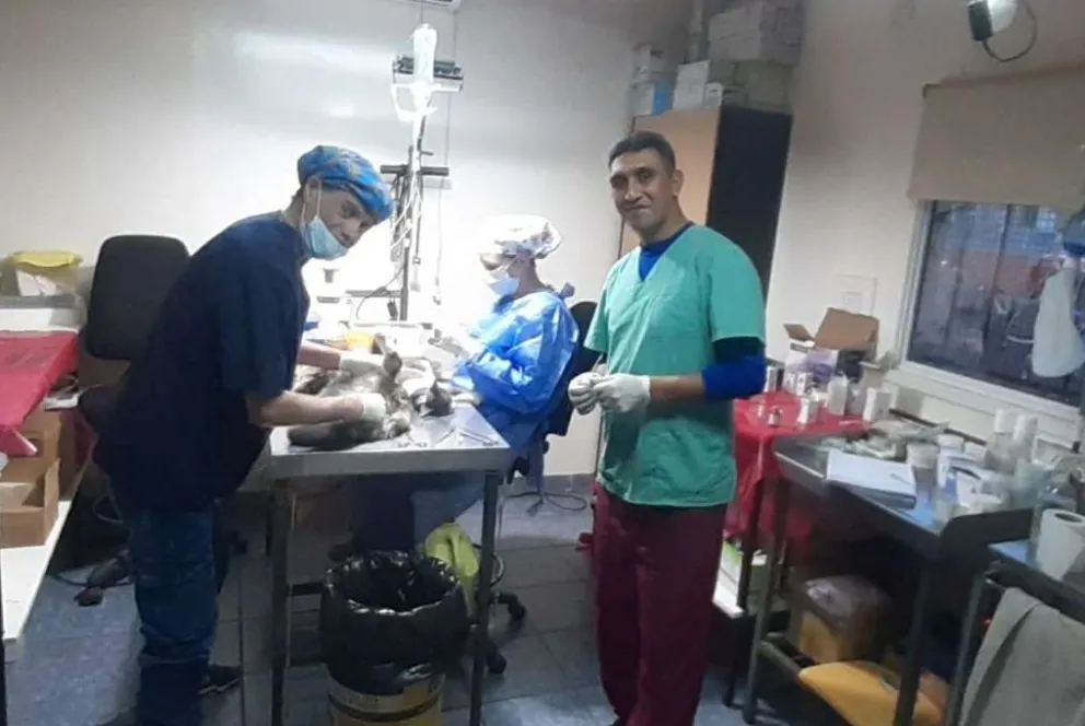 La Dirección de Sanidad Animal continúa atendiendo en los barrios