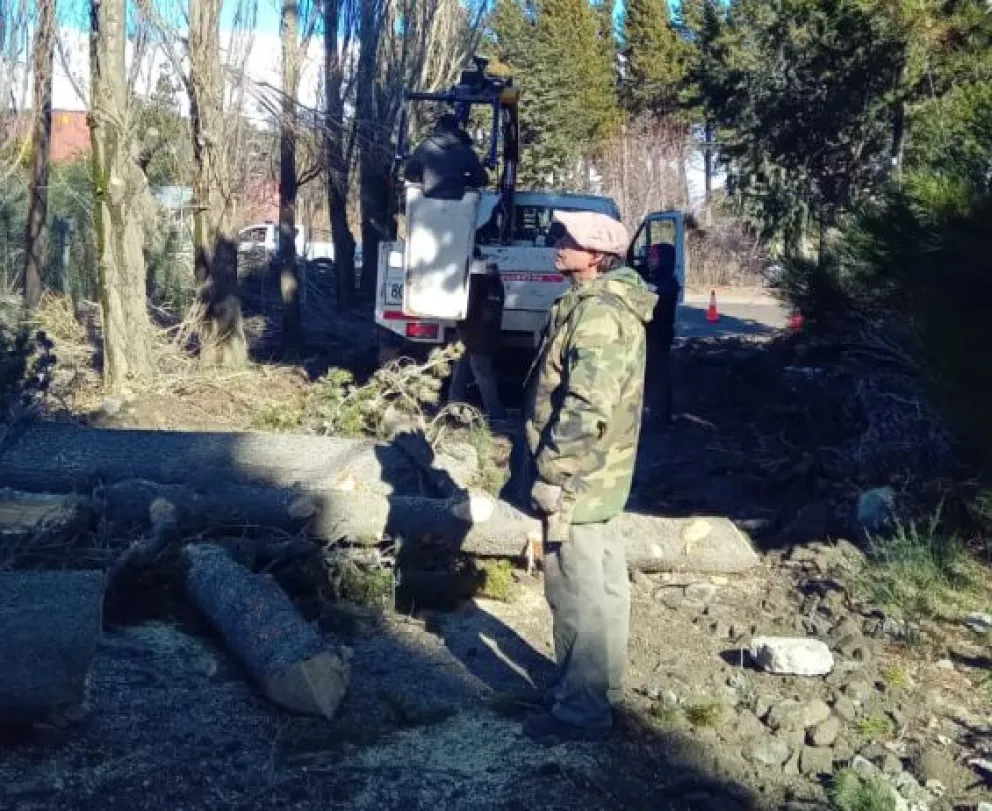 La Delegación El Cóndor trabaja en la poda preventiva de árboles en riesgo